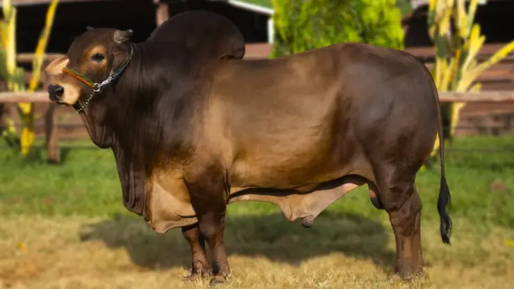 Touro da raça Sindi em pose de conformação no pasto