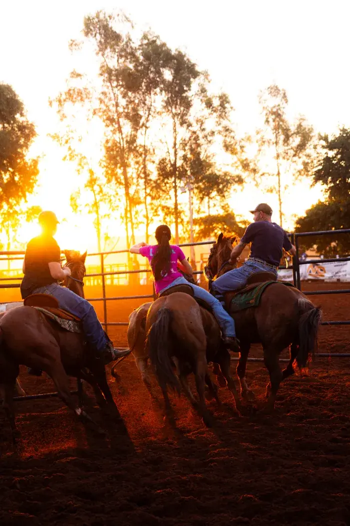 Trio de competidores no team penning em contraluz de fim de tarde