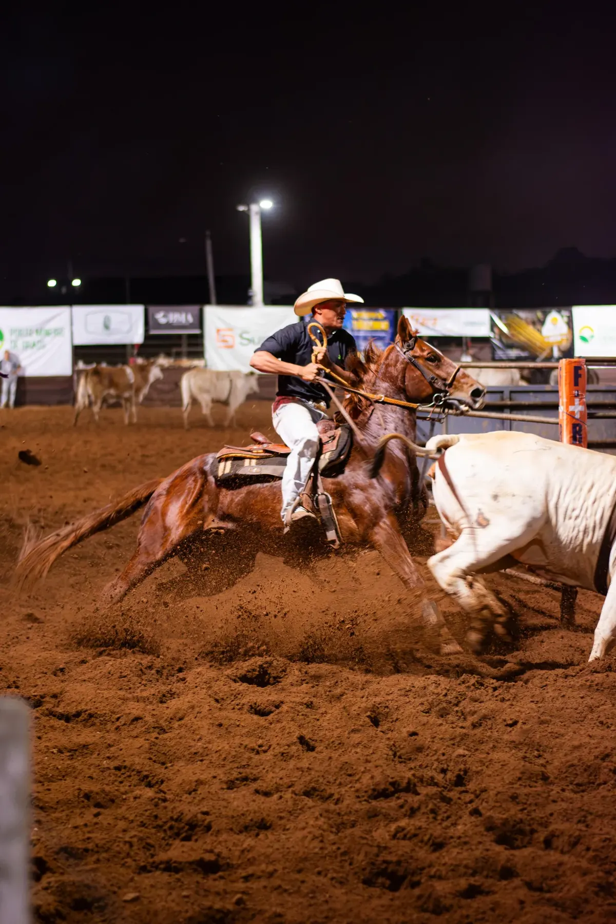 Competidor a cavalo em prova de laço na arena
